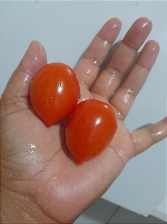 Sementes de Tomate biquinho