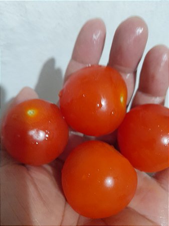 50 Sementes de Tomatinho cereja