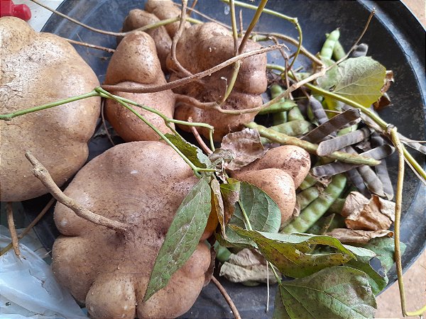 300 sementes de jacatupé feijão batata