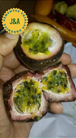 Sementes de maracuja roxo doce 10 sementes