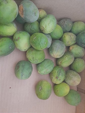 100 sementes de maracujá pérola do cerrado