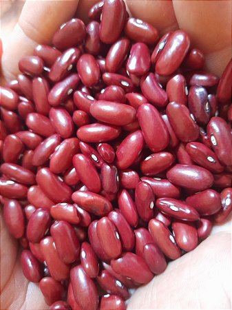 30 sementes de Feijão vermelho