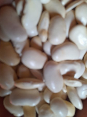 10 sementes de fava branca Peruana