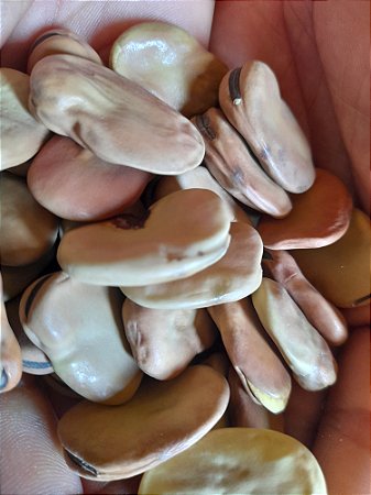 5 sementes de fava portuguesa