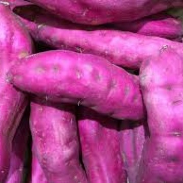 Mudas Batata doce para plantio