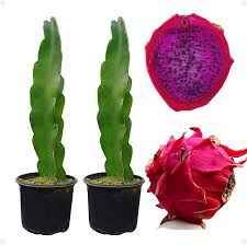 10 estacas de pitaya roxa