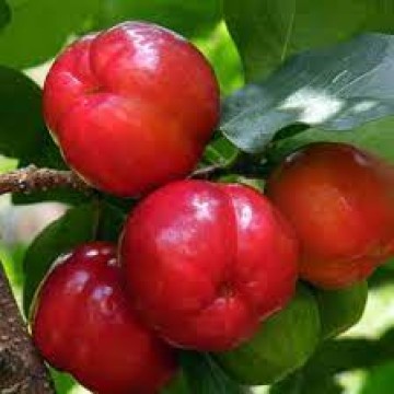 Muda de acerola gigante15
