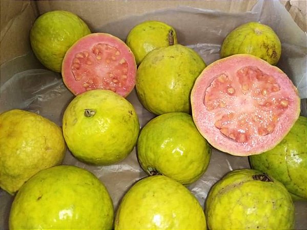 40 Sementes goiaba Tailandesa