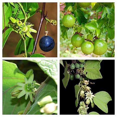 10 sementes de maracuja de morcego