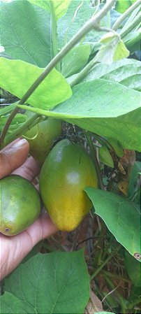 20 sementes de maracuja doce nativo