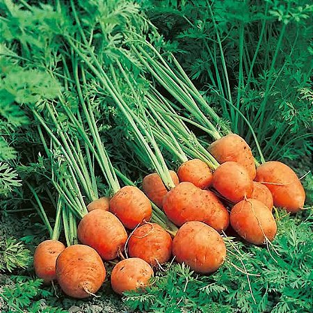 200 Sementes de mini cenoura