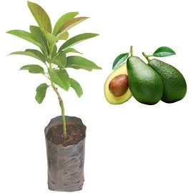 Kit mudas de abacate Geada e margarida