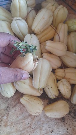 4 mine chuchu branco