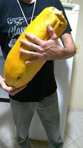 20 sementes de mamão gigante