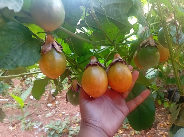 100 sementes de marcuja doce  plassiflora nítida nítida