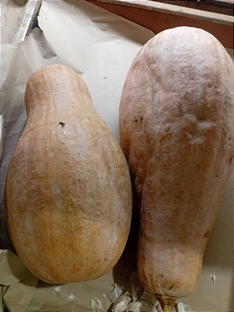 10 sementes abóboras casca marrom