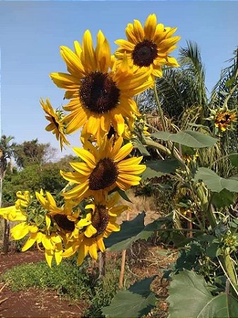 Girassois  kit com 4 variedades