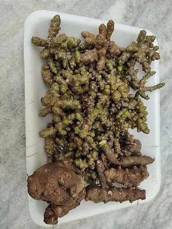 10 bulbos de bertalha coração