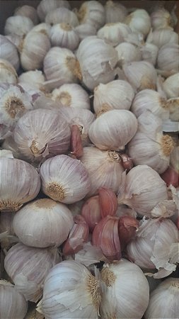 10 cabeca de alho roxo criolo