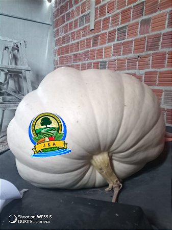 3 sementes de Abòbora Atlantic Gigante,original.