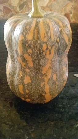 20 sementes de abobora caipira botija