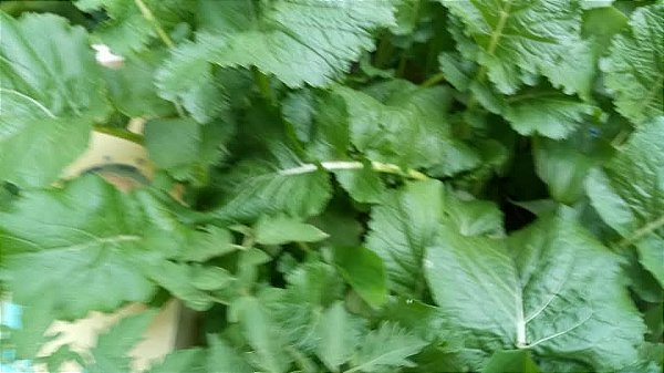 20 sementes de mostarda lisa