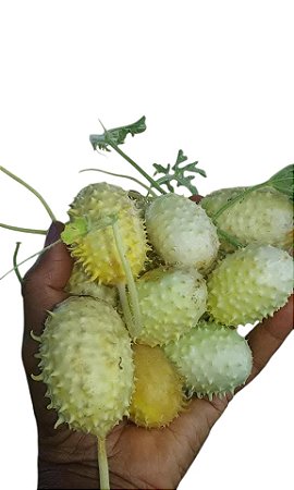 30 sementes de maxixe do norte