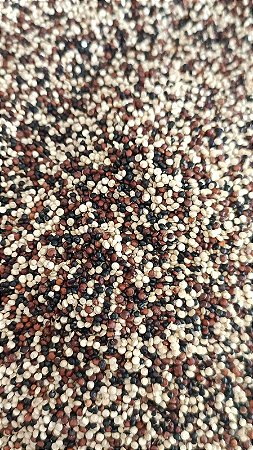 QUINOA TRICOLOR