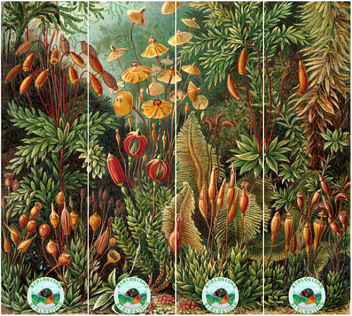 Marcadores de páginas (kit com 4) Botânica (Ernst Haeckel)