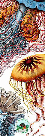 Marcador de página - Cnidaria (Ernst Haeckel)