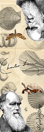 Marcador de página - Charles Darwin (Mariposa/tartaruga)