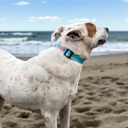 Coleira para cachorros Maldivas