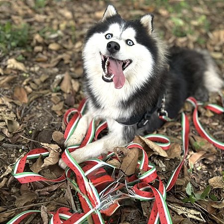 Guia Longa 10 metros para cachorros Melancia