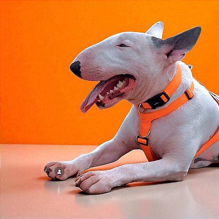 Kit Peitoral H antipuxão para cachorros com Coleira e Guia Neon Laranja