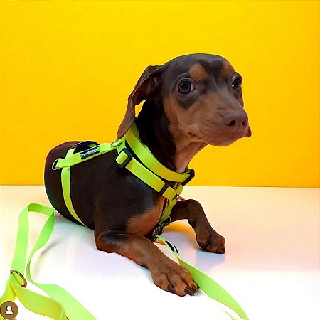 Kit Peitoral H antipuxão para cachorros com Coleira e Guia Neon Amarelo
