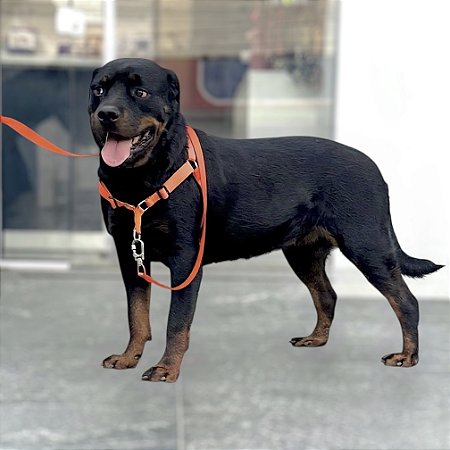 Kit Peitoral Y Antipuxão para cachorros com Guia Neon Laranja