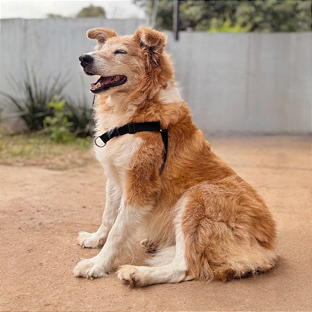Peitoral Y Antipuxão para cachorros Preto All Black