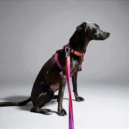 Kit Peitoral H antipuxão para cachorros com Guia Sunset