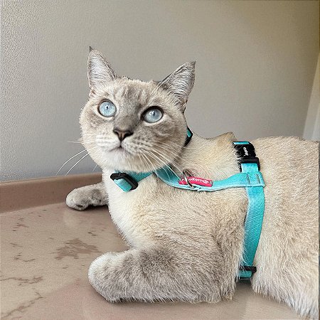 Peitoral para Gatos com Guia Maldivas
