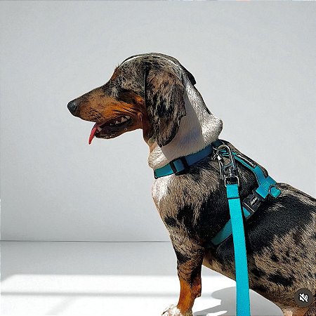 Kit Peitoral H antipuxão para cachorros com Guia Tiffany
