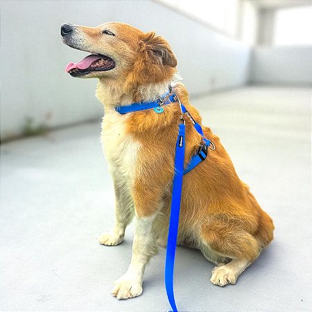 Kit Peitoral H antipuxão para cachorros com Guia Azul Royal