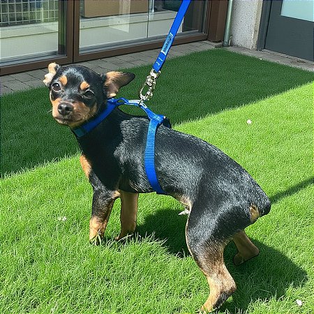 Peitoral para Gatos ou Cães Raça Mini com Guia Azul Royal