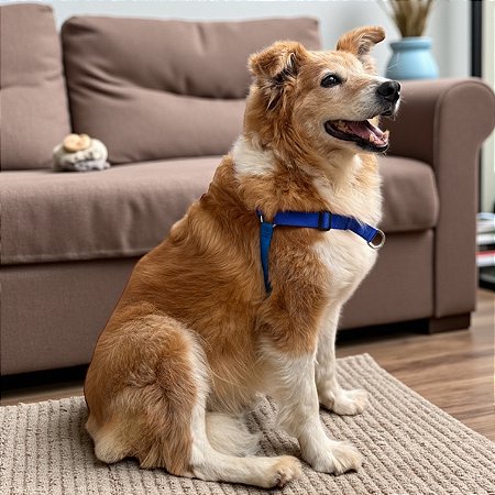 Peitoral Y Antipuxão para cachorros Azul Royal