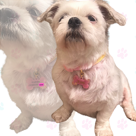 Coleira Com Identificação Para Pet Com Nome E Tel