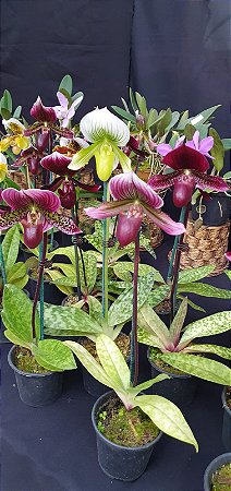 Kit Paphiopedilum (Orquídea Sapatinho)