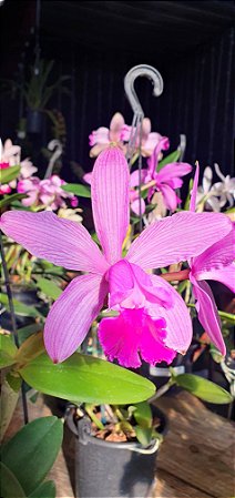 Cattleya intermedia venosa