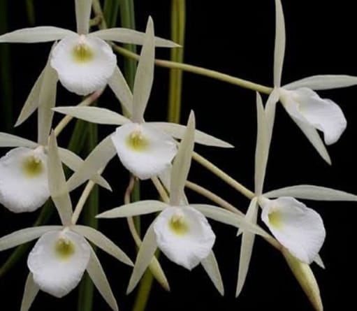 Brassavola tuberculata