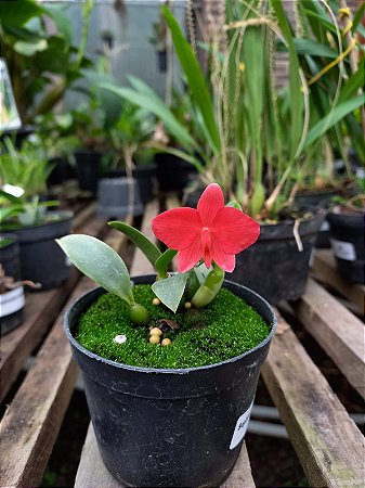 Sophronitis Brevipedunculata