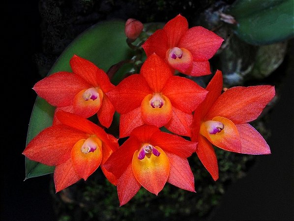 Sophronitis Cernua laranja