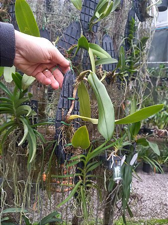 Bulbophyllum Lobby